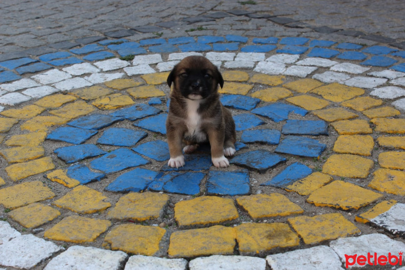 Kangal, Köpek  Troya fotoğrafı
