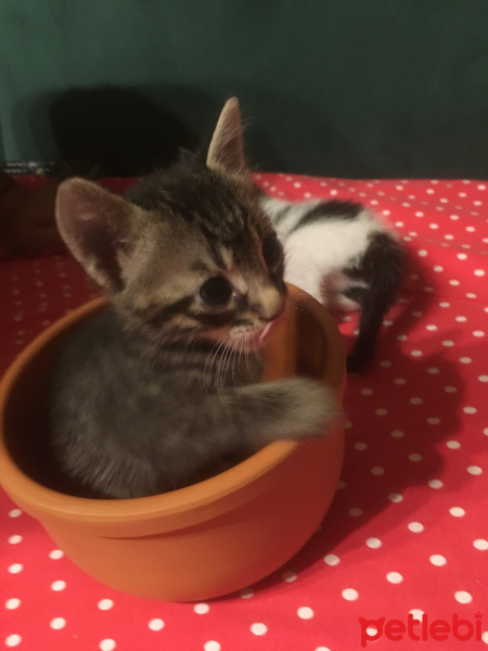 Tekir Kedi, Kedi  Ücretsiz sahiplendirme fotoğrafı