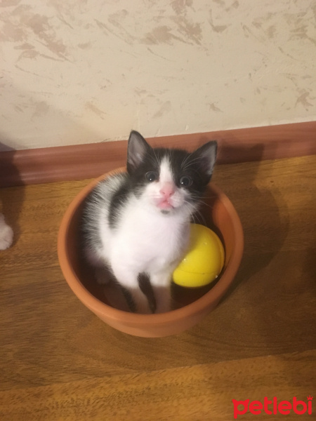 Tekir Kedi, Kedi  Ücretsiz sahiplendirme fotoğrafı