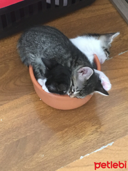 Tekir Kedi, Kedi  Ücretsiz sahiplendirme fotoğrafı