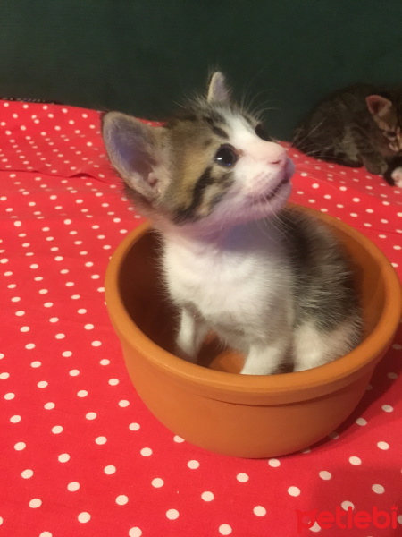 Tekir Kedi, Kedi  Ücretsiz sahiplendirme fotoğrafı