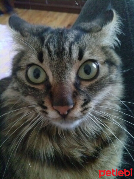 Maine Coon, Kedi  Mia fotoğrafı