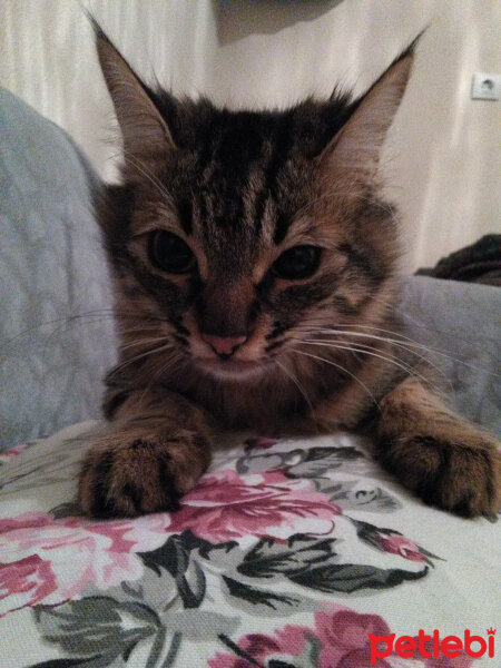 Maine Coon, Kedi  Mia fotoğrafı