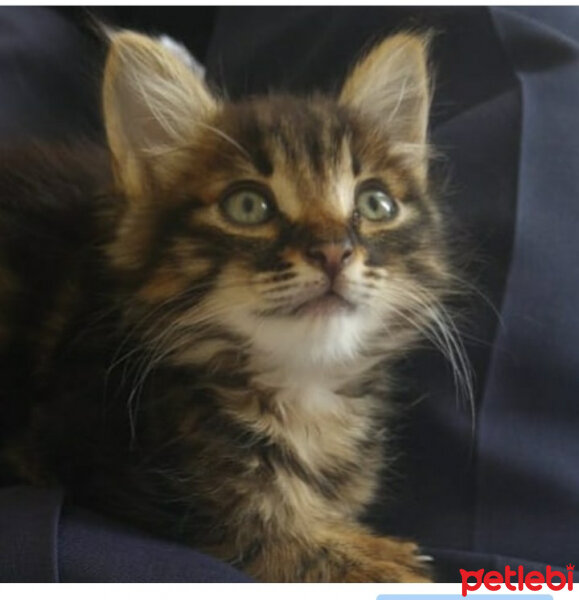 Maine Coon, Kedi  Mia fotoğrafı