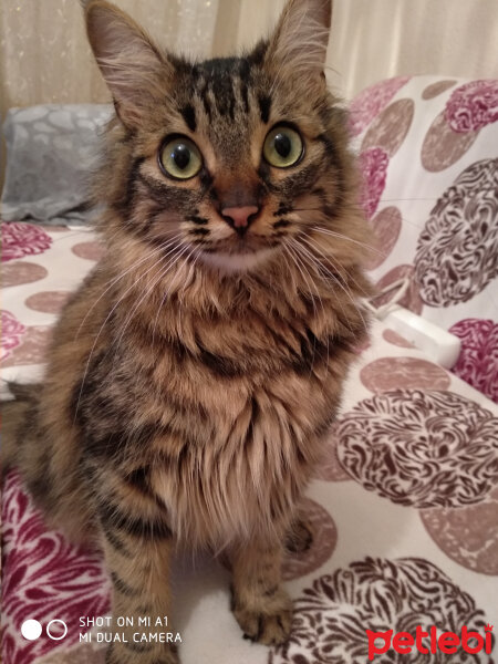 Maine Coon, Kedi  Mia fotoğrafı