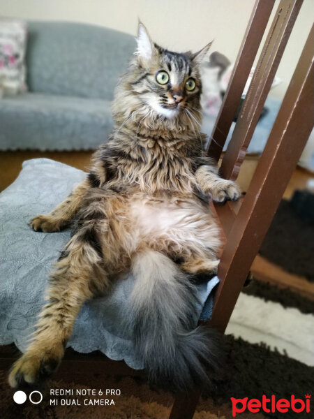 Maine Coon, Kedi  Mia fotoğrafı