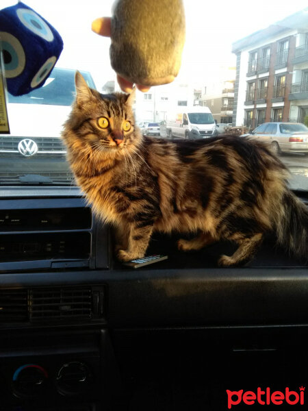 Maine Coon, Kedi  Mia fotoğrafı