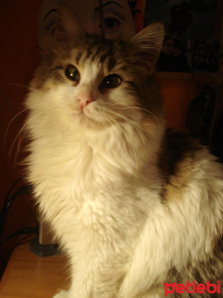 Tekir Kedi, Kedi  PAŞA fotoğrafı
