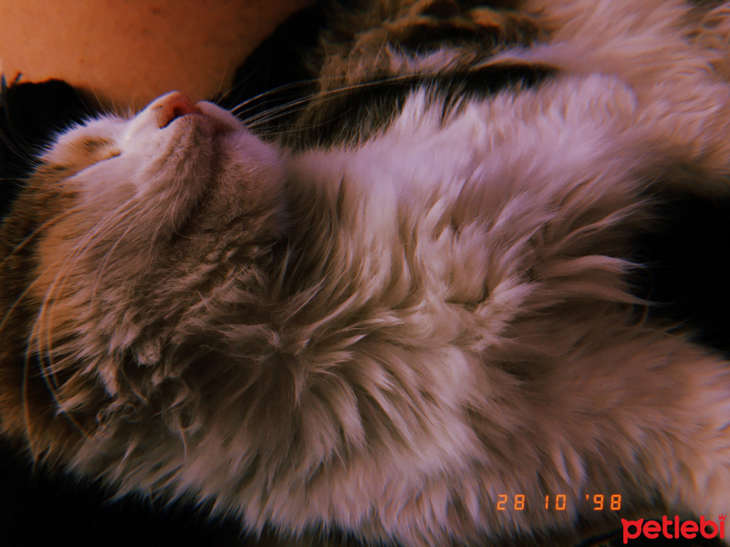 Tekir Kedi, Kedi  Kedi fotoğrafı
