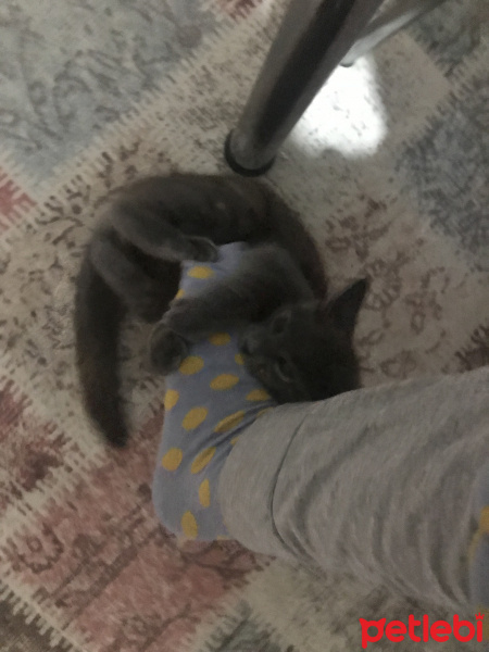 Mavi Rus, Kedi  Mathilda fotoğrafı