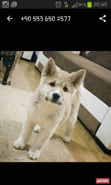 Akita İnu, Köpek  sofya fotoğrafı