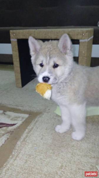 Akita İnu, Köpek  sofya fotoğrafı