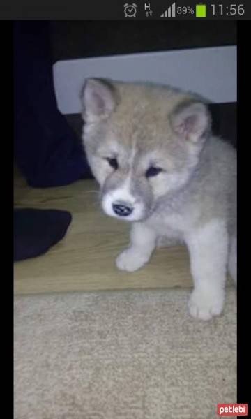 Akita İnu, Köpek  sofya fotoğrafı