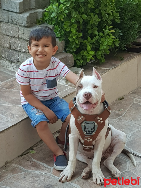 Amerikan Pitbull Terrier, Köpek  Ateş fotoğrafı