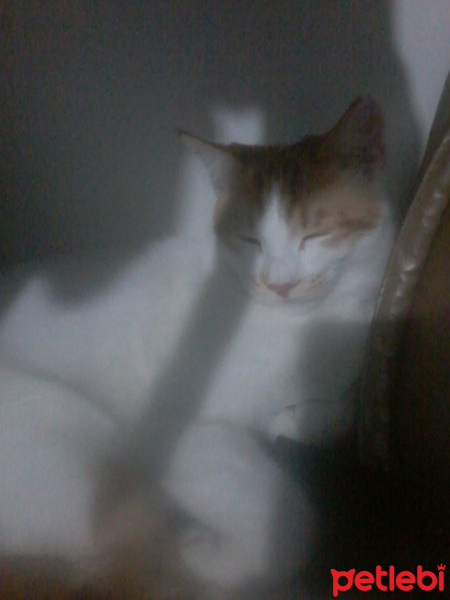 Bengal, Kedi  Cabbar fotoğrafı
