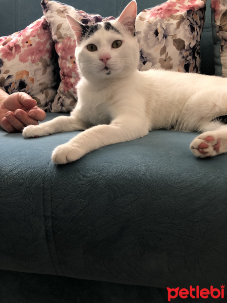 Tekir Kedi, Kedi  Ruhsar fotoğrafı