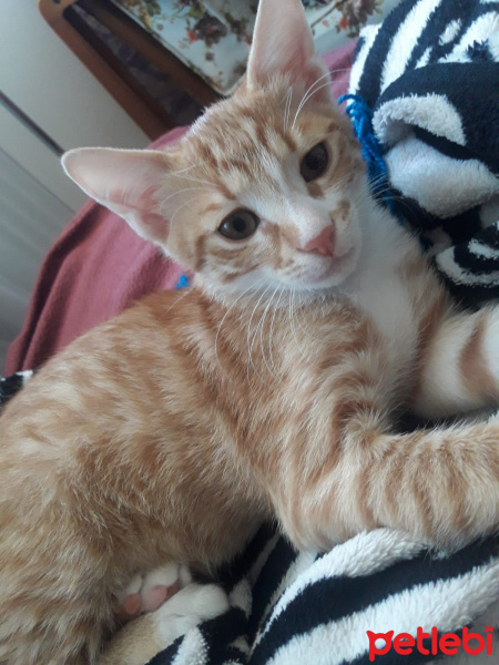 Tekir Kedi, Kedi  tarçın fotoğrafı