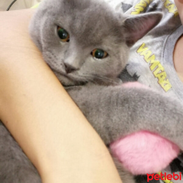 British Shorthair, Kedi  Ponçik fotoğrafı