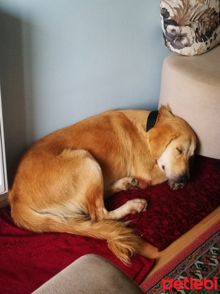 Golden Retriever, Köpek  Bitti fotoğrafı