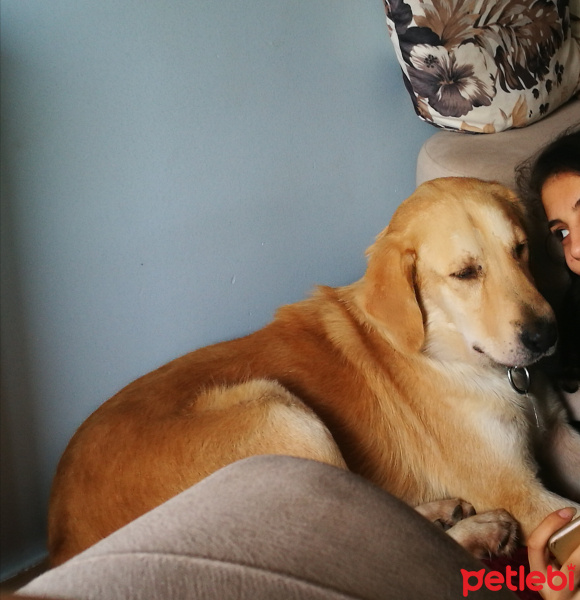 Golden Retriever, Köpek  Bitti fotoğrafı