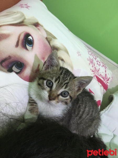 Tekir Kedi, Kedi  Loki fotoğrafı