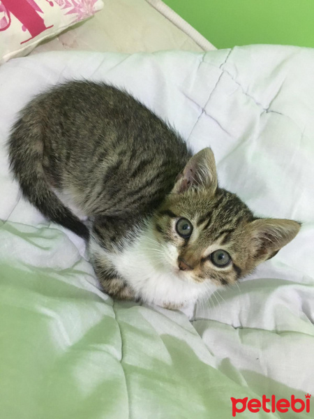 Tekir Kedi, Kedi  Loki fotoğrafı