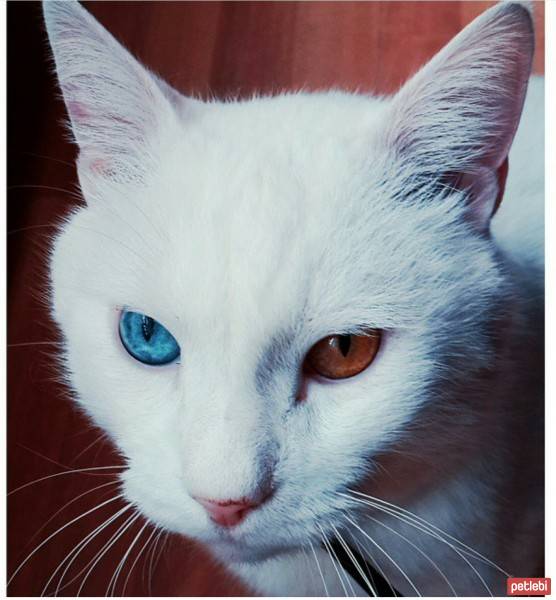 Van Kedisi, Kedi  snowy fotoğrafı