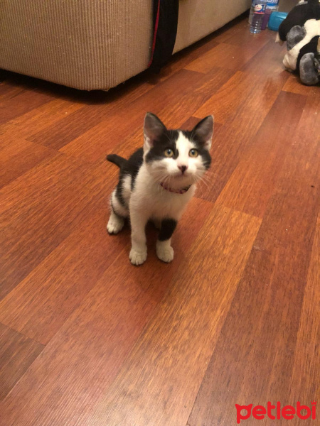 Tekir Kedi, Kedi  Coco fotoğrafı