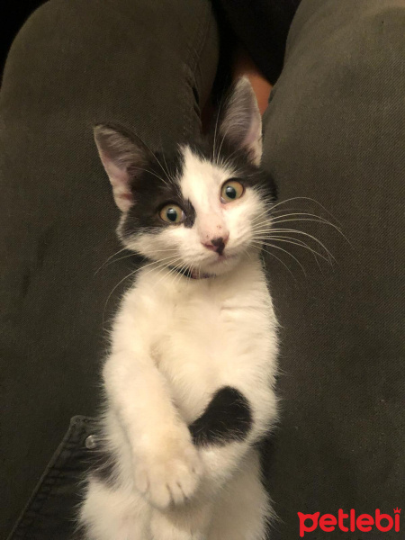 Tekir Kedi, Kedi  Coco fotoğrafı