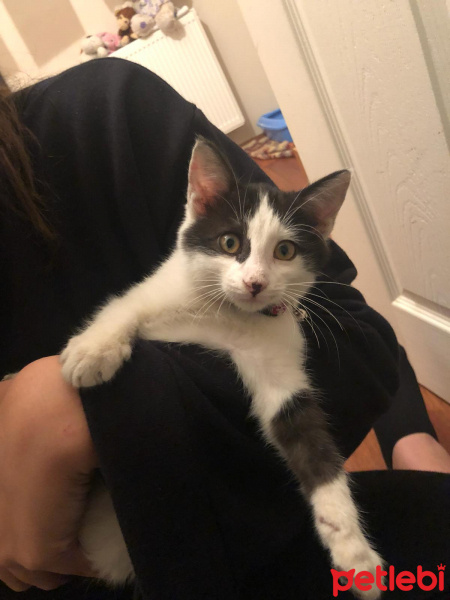 Tekir Kedi, Kedi  Coco fotoğrafı