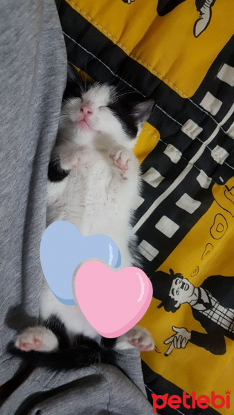 Tuxedo (Smokin) Kedi, Kedi  Tomris fotoğrafı