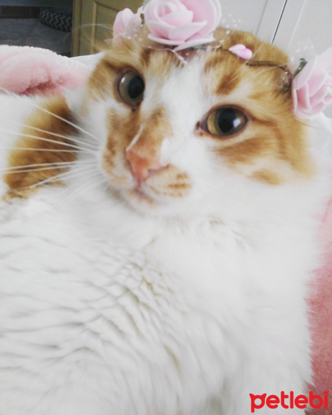 Ankara Kedisi, Kedi  Mercimek fotoğrafı