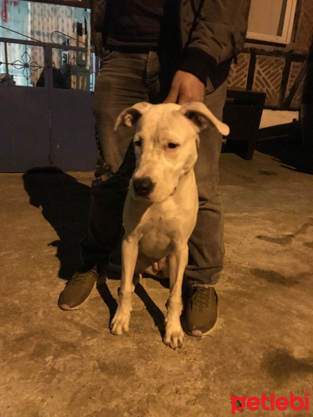 Dogo Arjantin, Köpek  Liva fotoğrafı