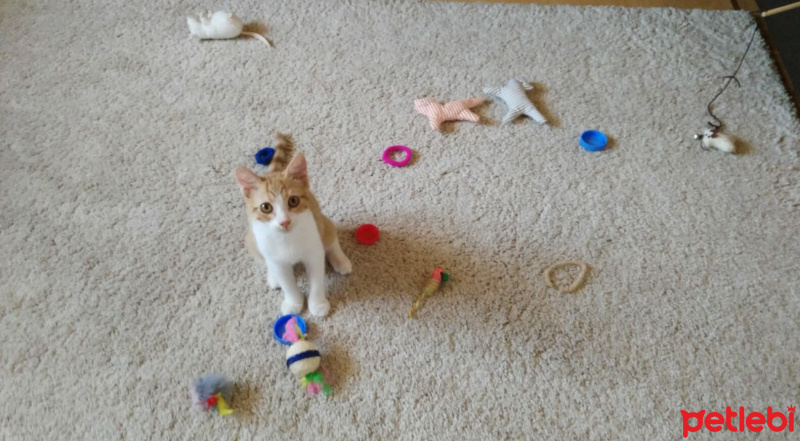 Sarman, Kedi  Leblebi fotoğrafı