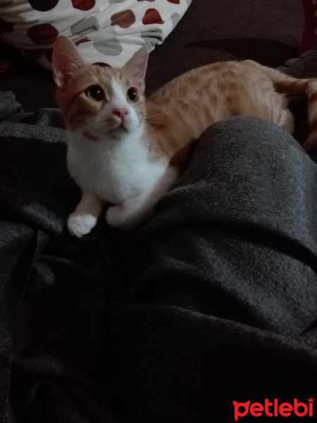 Sarman, Kedi  Leblebi fotoğrafı