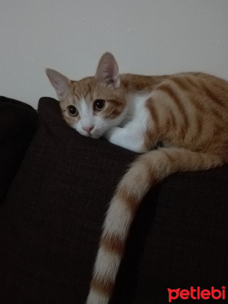 Sarman, Kedi  Leblebi fotoğrafı