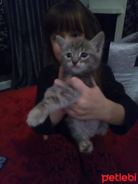 Tekir Kedi, Kedi  Biber fotoğrafı