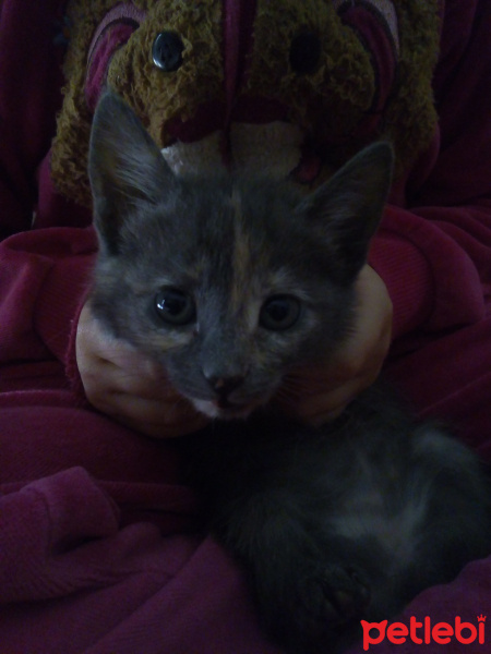 Tekir Kedi, Kedi  Duman fotoğrafı