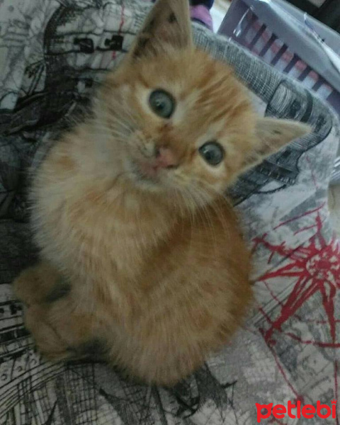 Sarman, Kedi  tarçın fotoğrafı