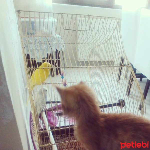 Sarman, Kedi  tarçın fotoğrafı