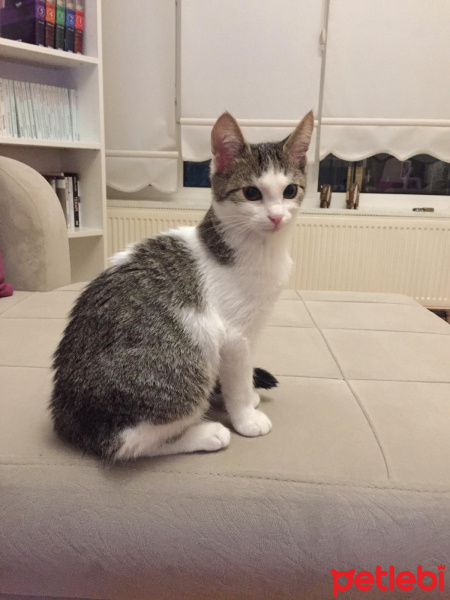 Tekir Kedi, Kedi  -- fotoğrafı