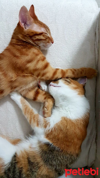 Tekir Kedi, Kedi  buddy fotoğrafı