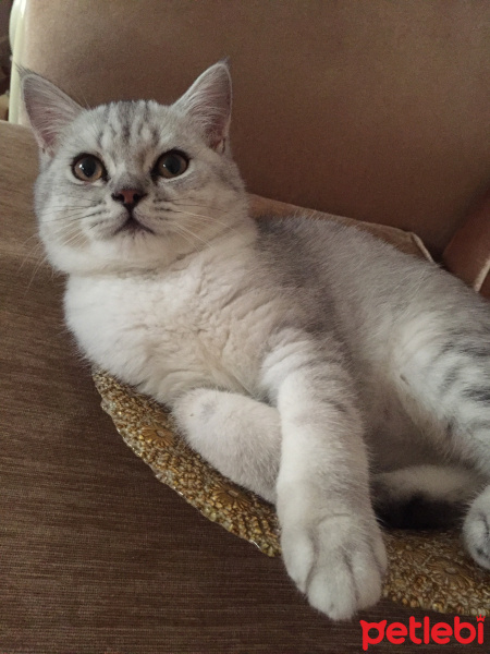 British Shorthair, Kedi  Sütlaç fotoğrafı