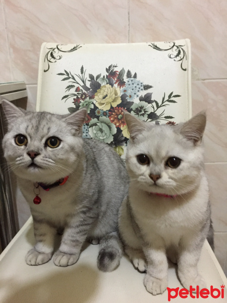 British Shorthair, Kedi  Sütlaç fotoğrafı