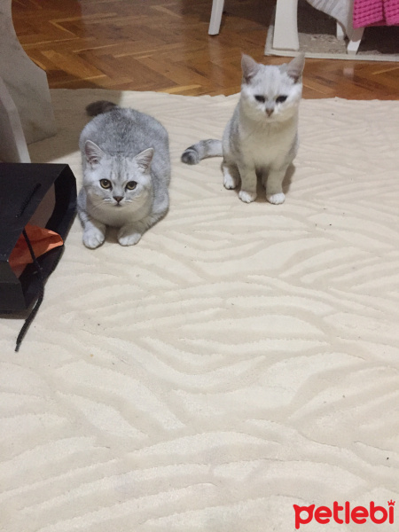 British Shorthair, Kedi  Sütlaç fotoğrafı