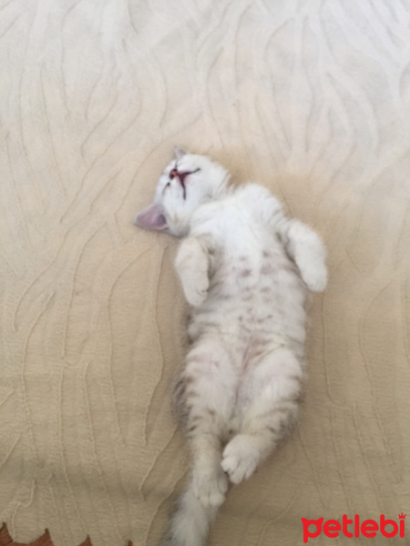 British Shorthair, Kedi  Sütlaç fotoğrafı