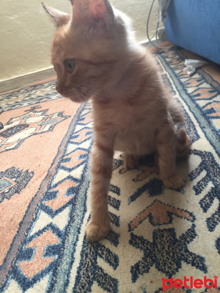 Abyssinian, Kedi  Tarçın fotoğrafı