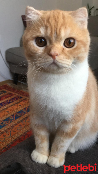 Scottish Fold, Kedi  Masraf fotoğrafı