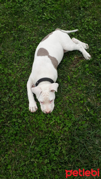 Amerikan Pitbull Terrier, Köpek  Mişa fotoğrafı