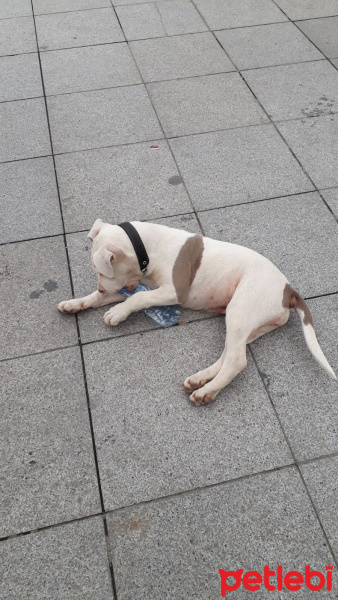 Amerikan Pitbull Terrier, Köpek  Mişa fotoğrafı